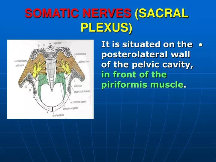 somatic nerves sacral plexus