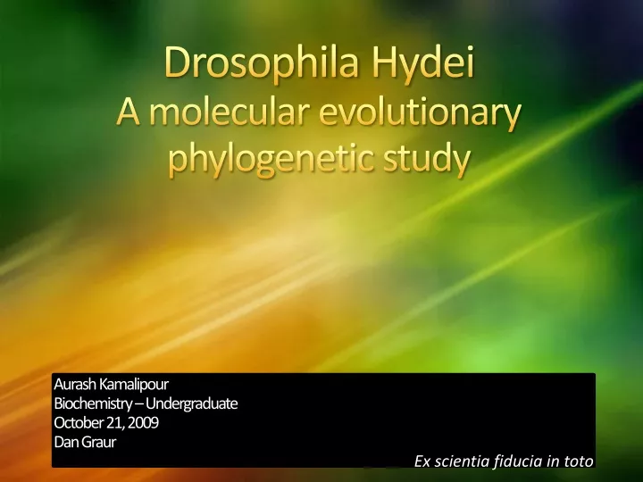 drosophila hydei a molecular evolutionary phylogenetic study