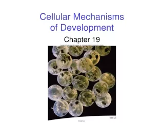 Cellular Mechanisms of Development