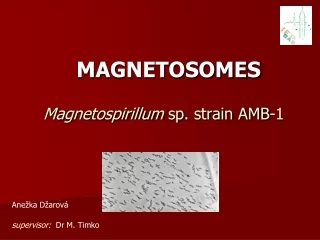 Magnetospirillum  sp. strain AMB-1