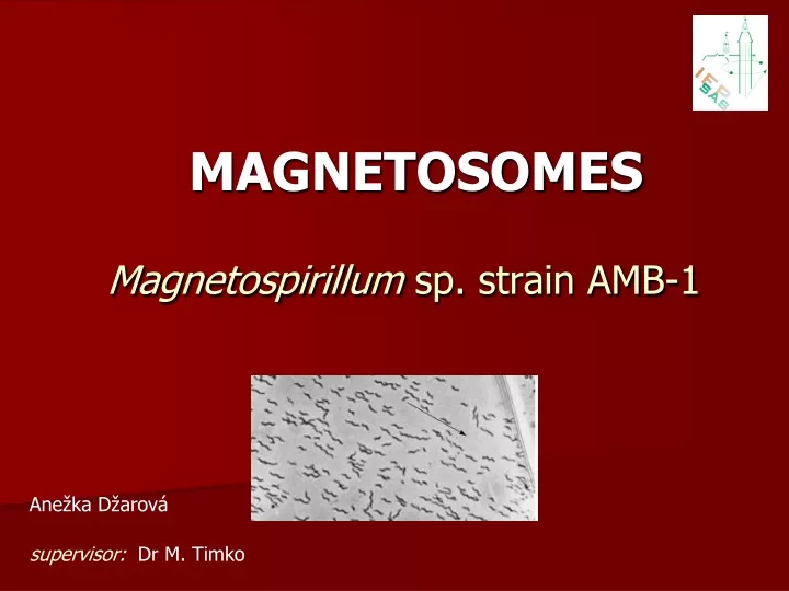 magnetospirillum sp strain amb 1