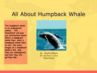 All About Humpback Whale