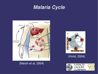 Malaria Cycle
