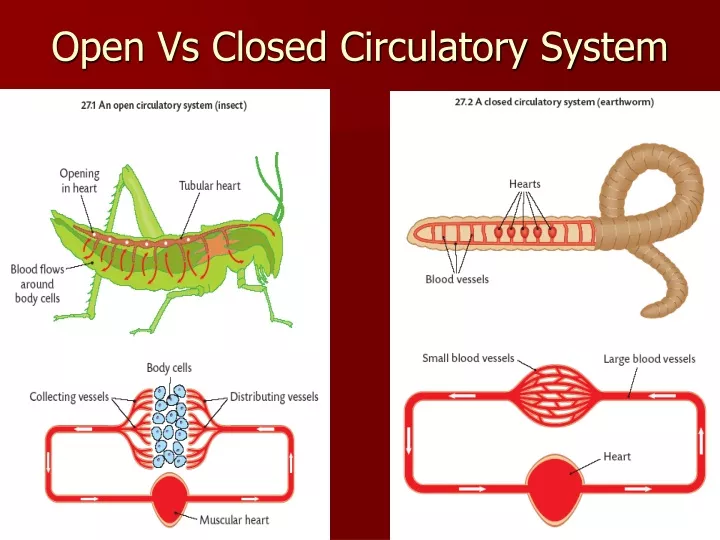 open vs closed circulatory system