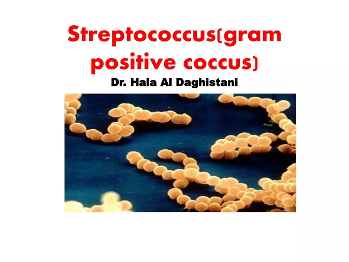 streptococcus gram positive coccus dr hala al daghistani