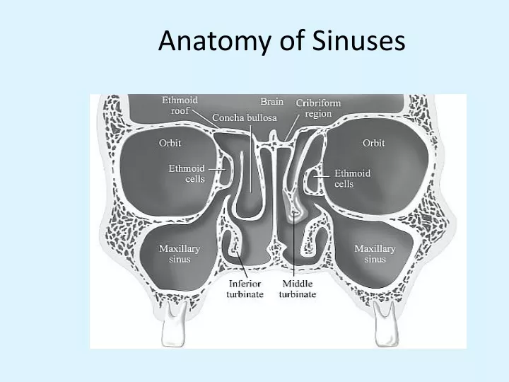 anatomy of sinuses