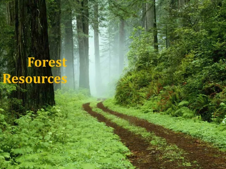 forest resources