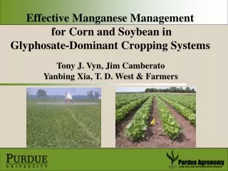 Effective Manganese Management  for Corn and Soybean in  Glyphosate-Dominant Cropping Systems