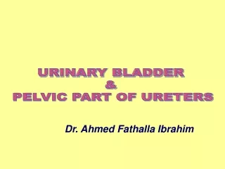 URINARY BLADDER  &amp;  PELVIC PART OF URETERS