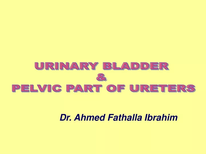 urinary bladder pelvic part of ureters