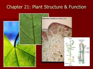 Chapter 21: Plant Structure &amp; Function