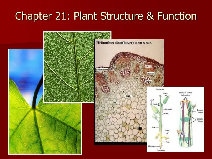 chapter 21 plant structure function