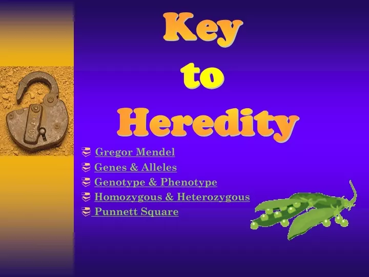 gregor mendel genes alleles genotype phenotype homozygous heterozygous punnett square