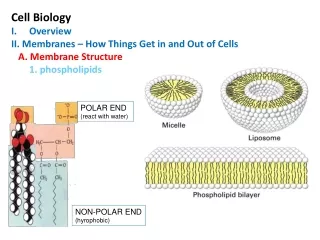Cell Biology Overview II. Membranes – How Things Get in and Out of Cells    A. Membrane Structure