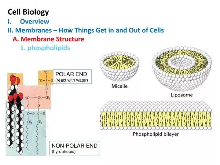 cell biology overview ii membranes how things