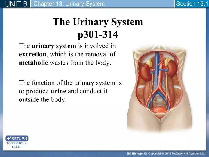 the urinary system p301 314