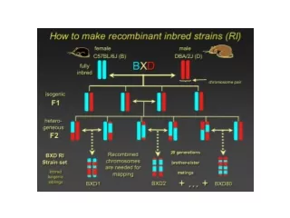 The heterozygosity that appears in the first F 2  generation will disappear