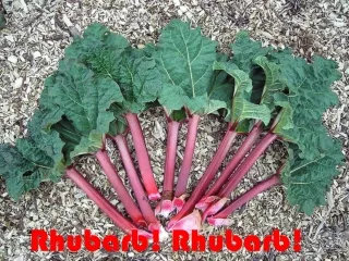 Rhubarb! Rhubarb!
