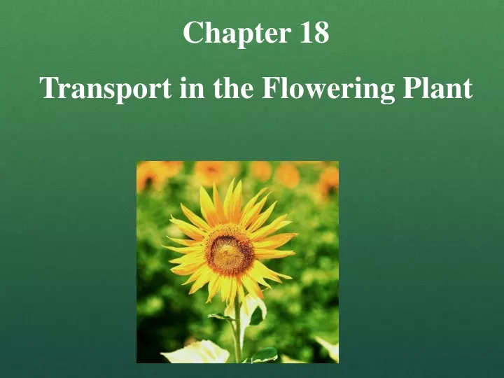 chapter 18 transport in the flowering plant