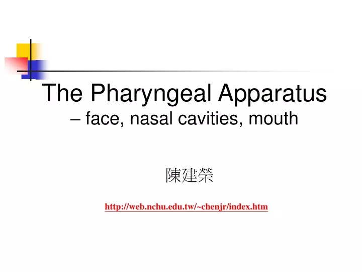 the pharyngeal apparatus face nasal cavities mouth