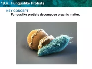 KEY CONCEPT Funguslike protists decompose organic matter.