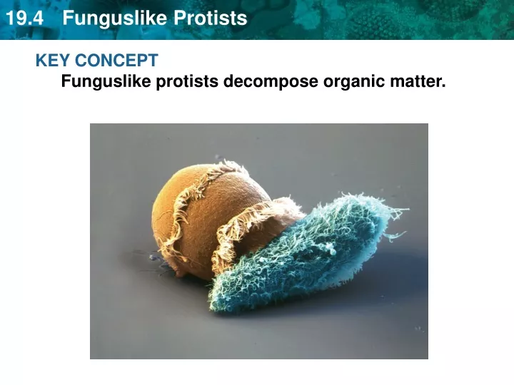 key concept funguslike protists decompose organic