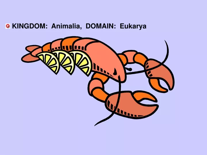 kingdom animalia domain eukarya