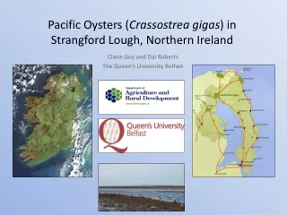 Pacific Oysters ( Crassostrea gigas ) in Strangford Lough, Northern Ireland