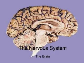 The Nervous System