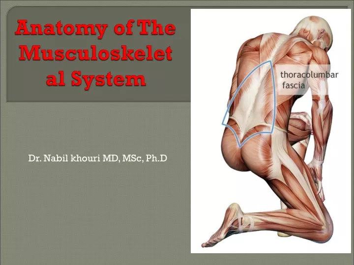 anatomy of the musculoskeletal system