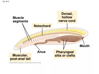 Fig. 34-3