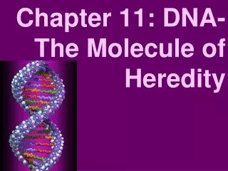 Chapter 11: DNA- The Molecule of Heredity