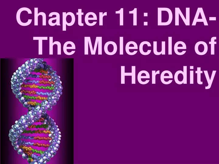 chapter 11 dna the molecule of heredity
