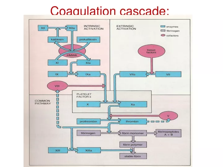coagulation cascade