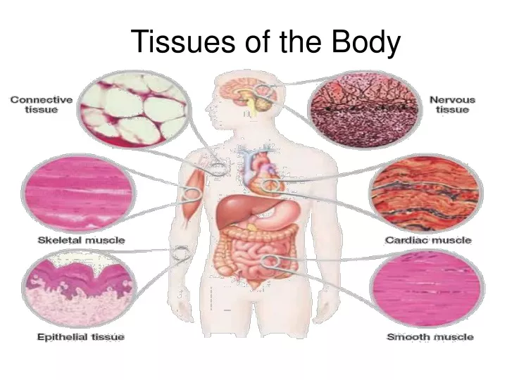 tissues of the body