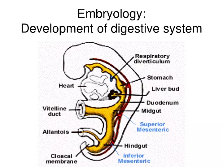 embryology development of digestive system
