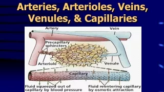 Arteries, Arterioles, Veins,  Venules , &amp; Capillaries