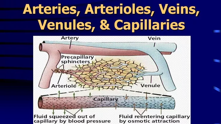 arteries arterioles veins venules capillaries