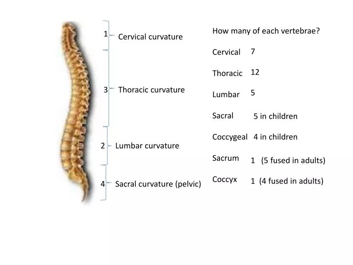 how many of each vertebrae cervical thoracic