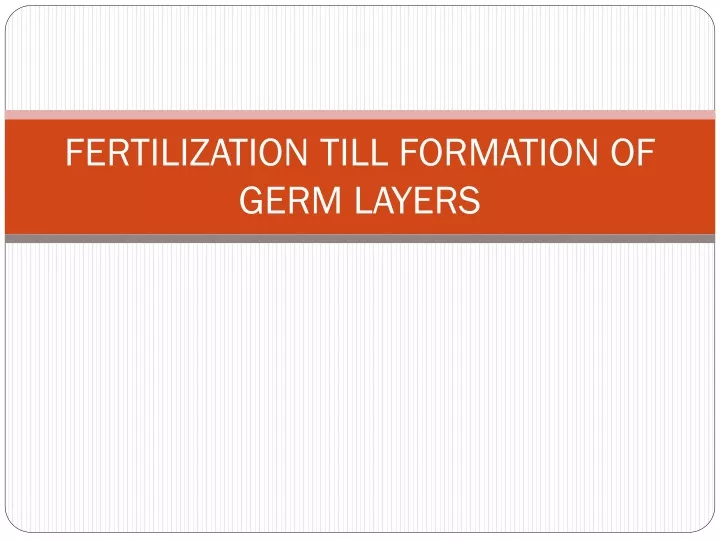 fertilization till formation of germ layers