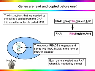 Genes are read and copied before use!