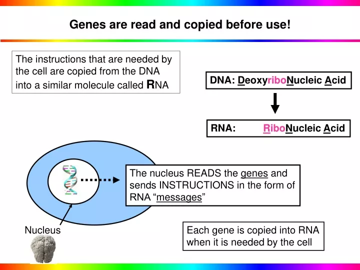 genes are read and copied before use
