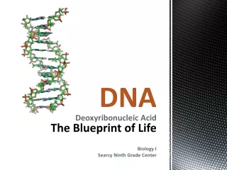 DNA Deoxyribonucleic Acid The Blueprint of  Life