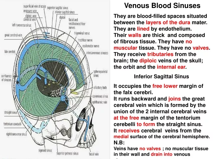 venous blood sinuses they are blood filled spaces