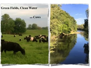 Green Fields, Clean Water					         and  Cows