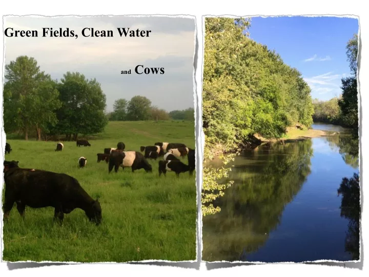 green fields clean water and cows