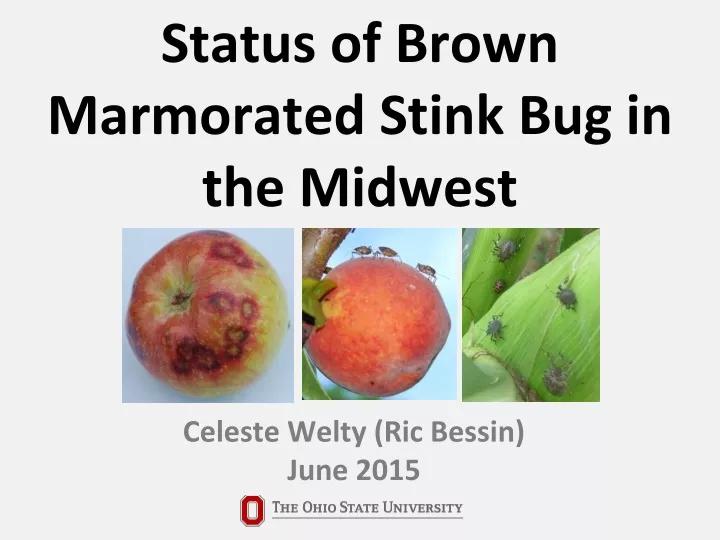 status of brown marmorated stink bug in the midwest