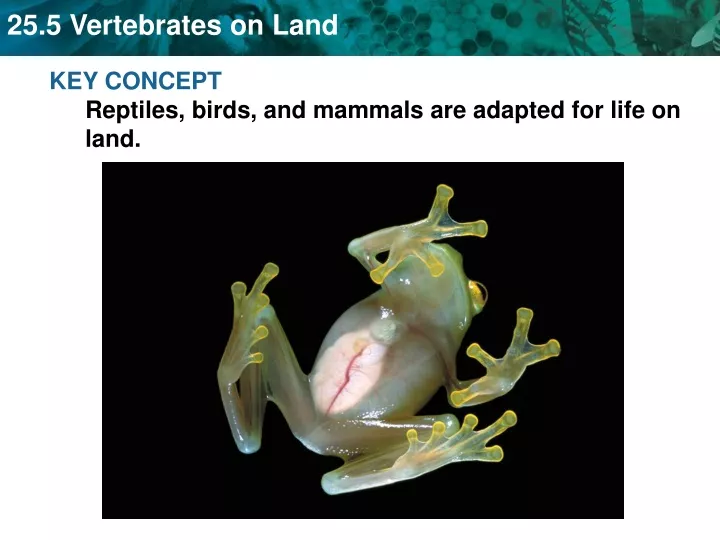 key concept reptiles birds and mammals