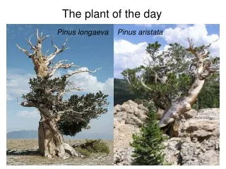 The plant of the day
