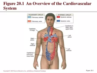 Figure 20.1  An Overview of the Cardiovascular System